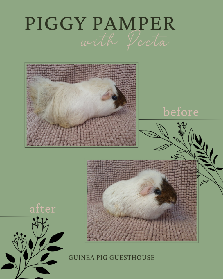 Guinea pig groom before and after