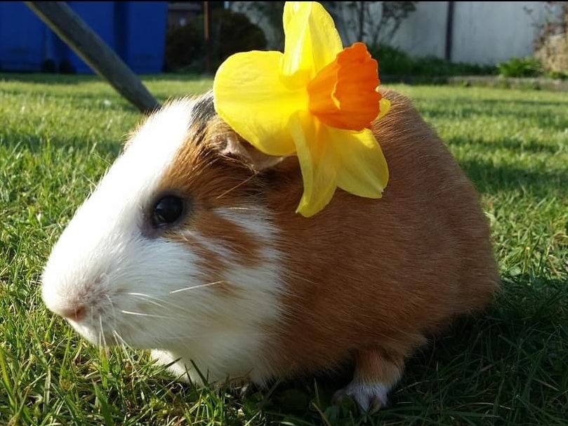 Guinea pig wearing daffodil