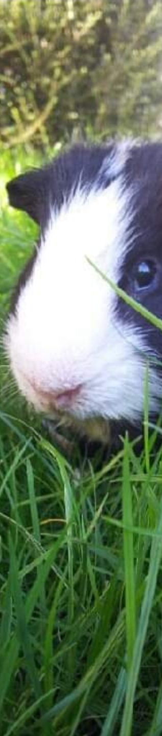 Guinea pig in grass