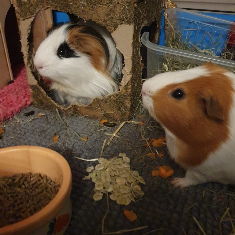 Oreo and Caramel in cage