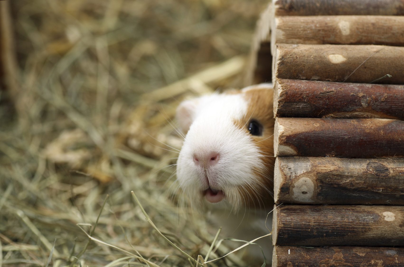 Guinea pig in wooden tunnel