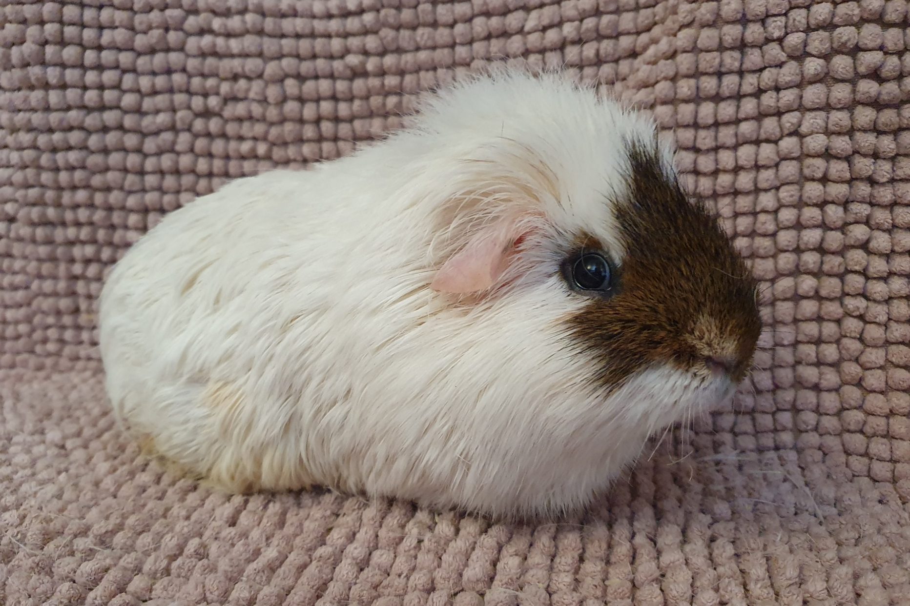 White guinea pig groom