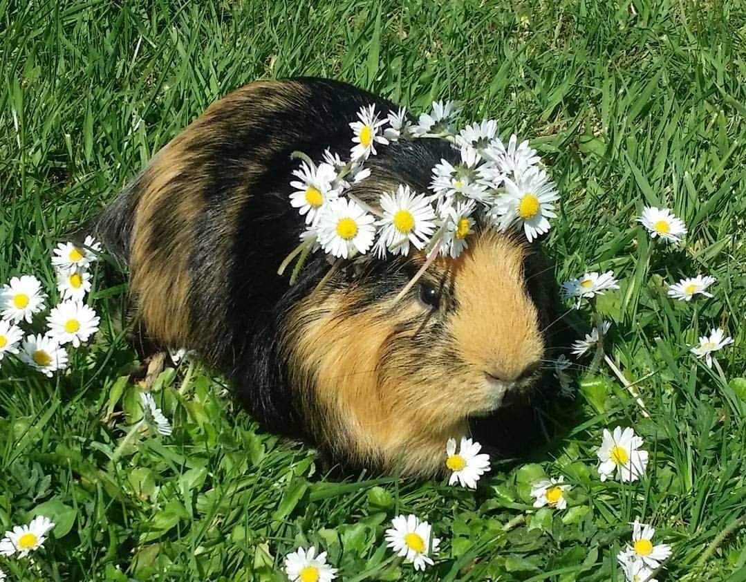 Guinea pig in daisy crown