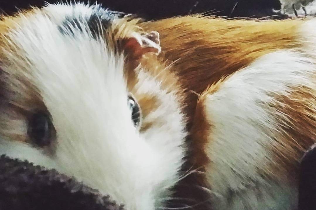 Guinea pig cuddled on lap