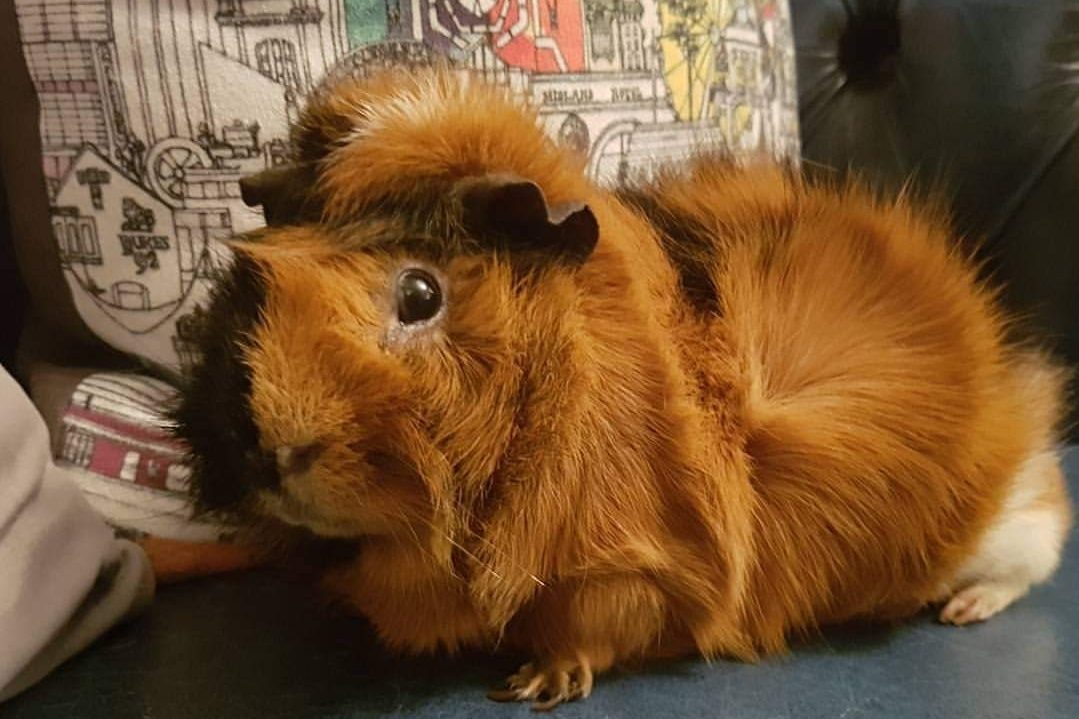 Guinea pig on sofa