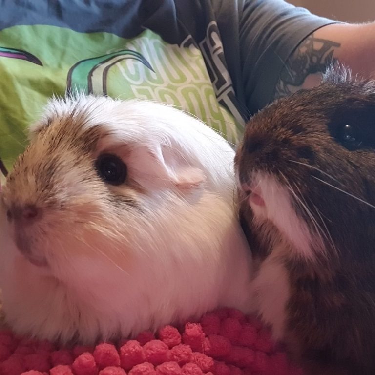 Guinea pigs Buttons and Star