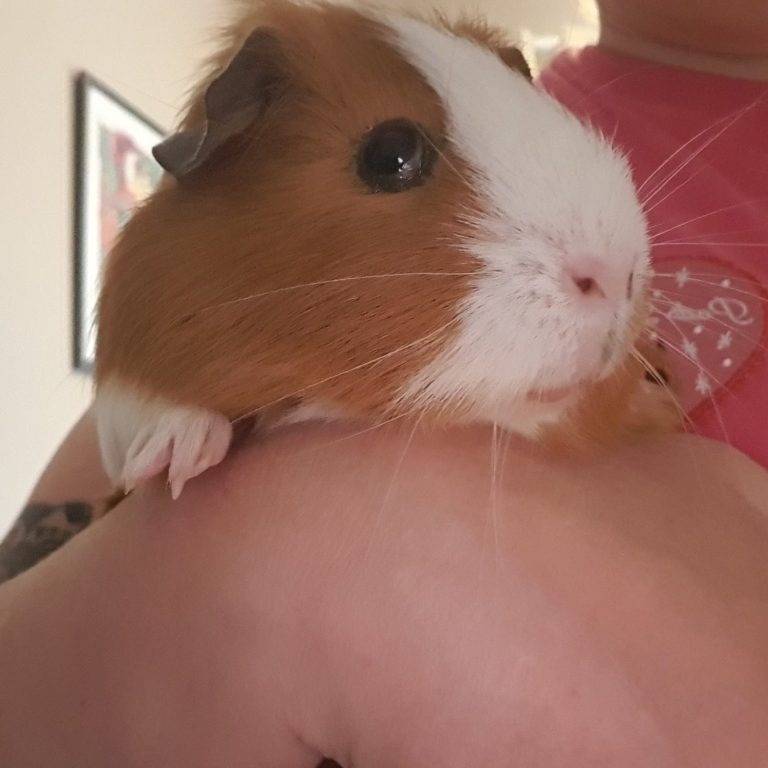 Guinea pig Nugget