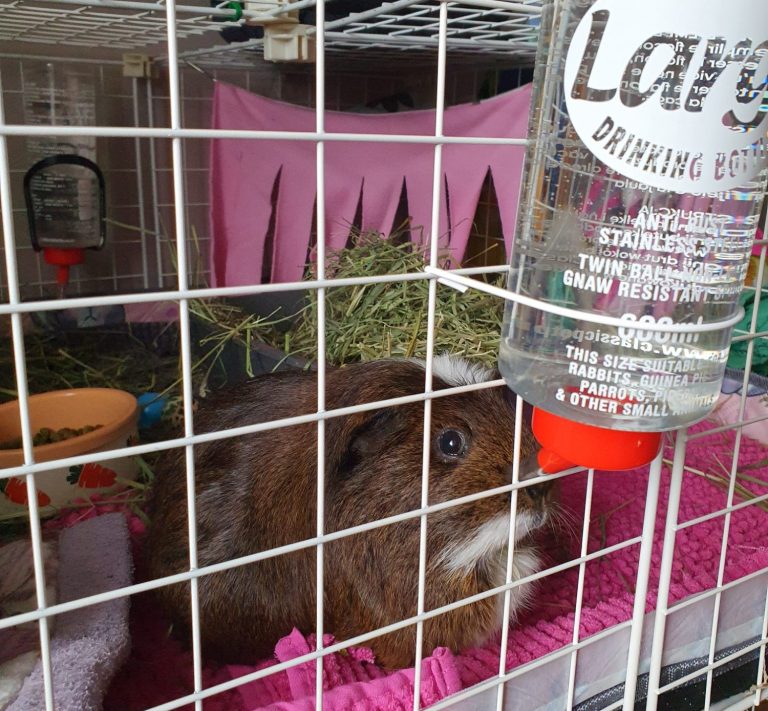 Guinea pig cage with water bottle